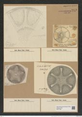 Aulacodiscus angulatus Grev. (de-Toni-Nr.: Genus 182, Species 4505) Zeichnungen Sammlung Grunow Nr. 8073 (NHMW-BOT-W0377399)